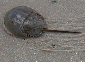 Atlantic Horseshoecrab